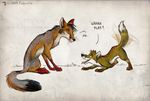  2009 canine culpeofox denied feral fox playful what 