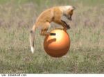  animated ball boing bounce bouncing bouncing_ball canine cute feral fox funny gif grass grassy happytoast humor humour landmark lol loop low_res lulz mammal milestone site_is_doomed_to_fail space_hopper tail watermark what 
