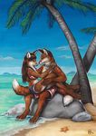  2010 beach black_nose brown_hair canine coconut collar couple female fox hair long_hair male nimrais romantic seaside shorts starfish swimsuit tree 