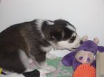  1024x768 animal canine cub cute dog feral husky mammal photo plushie real unknown_artist young 