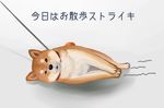  canine collar dog dragging feral hagu japanese_text leash male mammal plain_background shiba_inu solo text translated white_background 