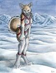  breasts canine digitigrade dog ear_tuft female harness husky looking_at_viewer nipples outside ruaidri snow solo standing tongue winter 