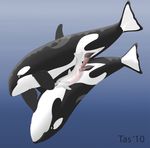  cetacean cum cum_in_pussy cum_inside dolphin double_penetration double_vaginal female feral male marine orca penis pussy ridiculous_fit sex size_difference straight tapering_penis tasuric threesome underwater 