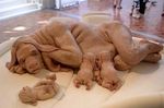  canine hybrid nightmare_fuel nipples nursing patricia_piccinini what what_has_science_done 