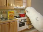  avian bird budgerigar cooking displacement japanese_bird_cooking_spaghetti kitchen macaroni pasta what 