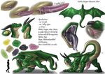  anus dragon erection green horns kiteless male model_sheet narse open_mouth penis presenting reptile scalie tail teeth tongue wings 