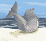  animal cetacean dolphin female feral mammal marine seaside sky solo tiarhlu water 