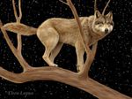  canine ebon_lupus feral photorealism solo stars tree watcher wolf 