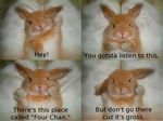  4chan :3 cute lagomorph rabbit 