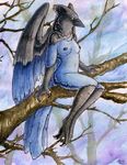  avian bird black black_feathers blue blue_feathers breasts female gryphon nude outside ruaidri solo steller&#039;s_jay steller's_jay tree wings wood 
