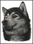  canine head photorealism portrait solo star_(artist) wolf 