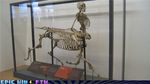  bone bones centaur equine human mammal real skeleton skull taur what 