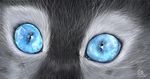  blue_eyes eyes_only feline glowing_eyes silver_lynx_69 solo whiskers 