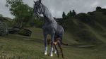  anthro_bestiality equine female feral khajiit oblivion_(game) penis the_elder_scrolls video_games 