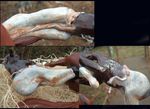  birthing d: equine feral hooves horse photo real sculpture what why? 