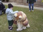  awww canine cute dog fursuit human kiowolf photo real 