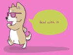  chromatic_background corgi cute deal_with_it dog eyewear feral humor humour layton mammal meme pink_background plain_background solo sunglasses 