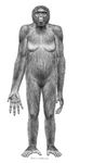  2009 ardi ardipithecus_ramidus breasts female hairy hominid hominin jay_h_matternes nude palaentology solo 