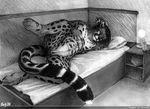  2008 background bed bedstand book cet cheetah cuntboy feline hands_in_hair intersex king_cheetah lamp mane monochrome nude on_side pencils photorealism pillow pussy raised_leg reclining scheriff solo tail 