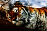  feline fractals shopped siberian_tiger solo 