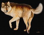  balls canine ebon_lupus feral male photorealism solo wolf 