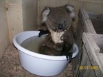  feral koala photo real singed 