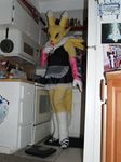  digimon fox fursuit mammal raptorsr real renamon 