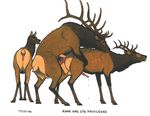  anal cervine elk female feral gay hooves male penis pussy randy_muledeer 