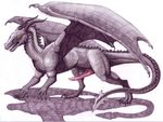  dragon feral ixerin male penis scalie solo wings 