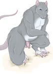  blue_eyes claws crouching erection grey hindpaw invalid_tag male markings nude penis rachel_(artist) rat rodent solo tail uncut 