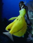  breasts female fins fish merfur? ocean photo_manipulation photomorph seahorse silverfish solo 
