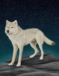  canine ebon_lupus feral male night outside penis photorealism sheath solo stars wolf 