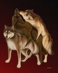  canine ebon_lupus female feral gay male sex straight threesome wolf 