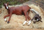  birthing equine feral hooves horse photo real sculpture what 