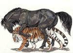  anal equine feline feral gay hooves horse interspecies male tiger 