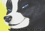  blue_eyes close-up female james_m_hardiman looking_at_viewer milf mother photorealism skunk solo valencia 