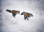  canine cold feral fox hunt kidding mammals nature photo real running snow unknown_artist winter 