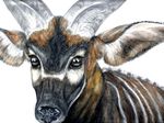  antelope b-smitty bongo feral hi_res portrait solo 