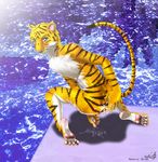  3d blue_eyes cum feline male nude orange solo tail tiger 