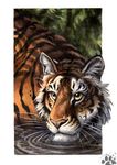 blotch feline feral male mammal realistic solo tiger water yellow_eyes 
