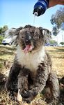  feral koala photo real singed water what 