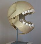  bones le_gentil_garcon male not_furry pac-man real skeleton skull teeth video_games 