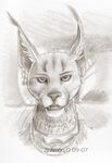  caracal feline lynx piercing portrait solo zhivagod 