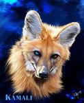  canine female feral heterochromia looking_at_viewer mammal maned_wolf non-anthro novawuff solo 