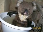  2009 bath bathtub feral koala looking_at_viewer photo real singed wet 