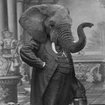  chubby edit elephant greyscale male mammal monochrome photoshop republican shopped solo suit trunk tusk unknown_artist 