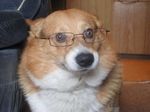  canine corgi dog feral glasses lol photo real serious_face 