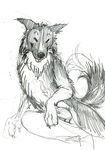  anthro canine canine_penis dog greyscale java male mammal monochrome penis plain_background sketch solo tail white_background 