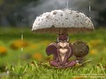  2006 4:3 dr_comet female micro mushroom rain_shower rodent shelter solo squirrel summer toadstool wallpaper 