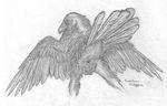  avian cloaca female raven windpaw 